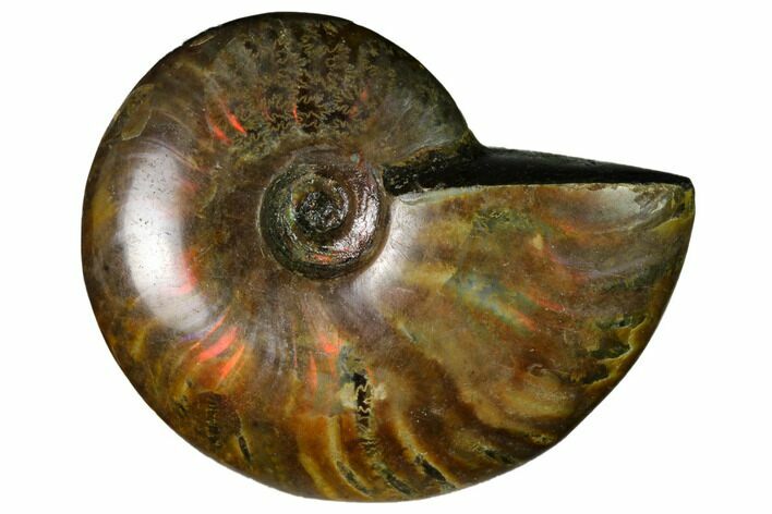 Red Flash Ammonite Fossil - Madagascar #151763